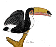 A Tucan sitting on a limb